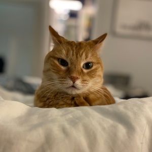 Meet your Posher, Meghan